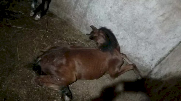 Levantamento mostra que Guaxupé, Guaranésia e Muzambinho registraram mortes de cavalos por ração contaminada