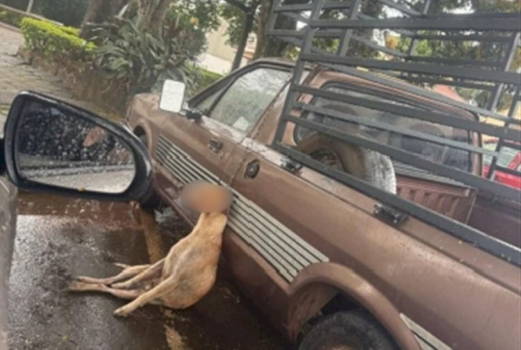 Ministério Público ajuíza ação contra tutor de cão morto por enforcamento em Nova Resende