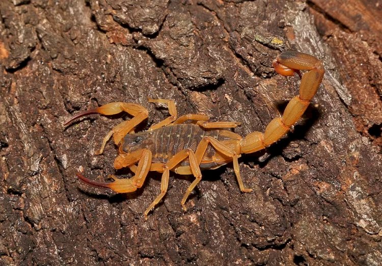 Casos de picadas de escorpião preocupam Guaxupé e podem ultrapassar índices de 2024