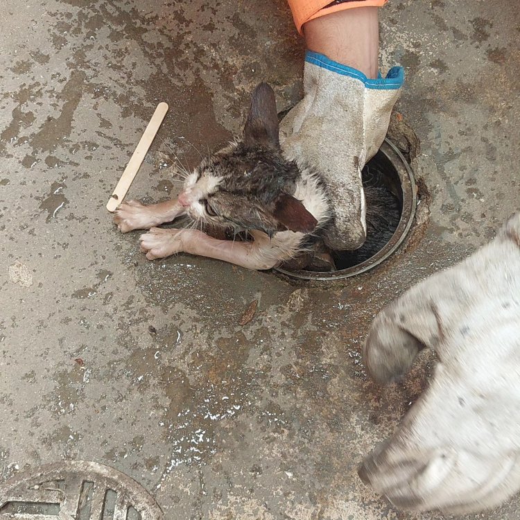 Filhote de gato preso em cano é resgatado pelos Bombeiros no bairro Catetos