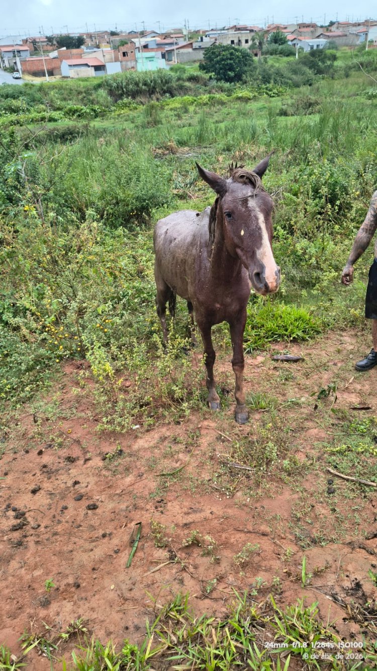 Bombeiros resgatam cavalo atolado em brejo no Jardim América, em Guaxupé
