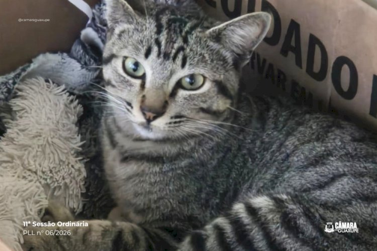 Câmara de Guaxupé atualiza lei e endurece punições por maus-tratos a animais