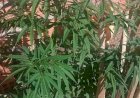 Dois pés de maconha são apreendidos em Jaú