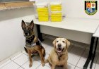 Cães farejadores ajudam a encontrar 20 tijolos de cocaína em bambuzal