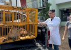 Onça-parda é capturada em condomínio residencial de Jaú