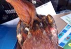 Organizadores de rinha de galos são presos em Bariri; aves são apreendidas