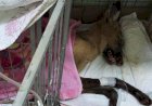 Voluntários se unem para resgatar e alimentar animais vítimas das queimadas florestais entre Dourado e Bocaina