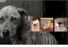 Comissão Fiscalizadora de Proteção Animal de Bariri julga quatro casos de maus-tratos de cães resgatados pelo Focinho Carente; Meio Ambiente pode aplicar multa de até R$ 20 mil aos ex-tutores