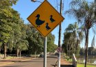 Setor de trânsito instala placas de advertência no Lago de Bariri e alerta motoristas para travessia de patos e gansos