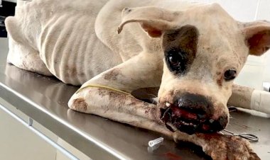 Caso de maus-tratos contra cão revolta e população de Bariri cobra autoridades; “Bariri tem delegado?”, questiona internauta