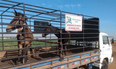 Equinos soltos em vicinal são  apreendidos pela prefeitura de Jaú