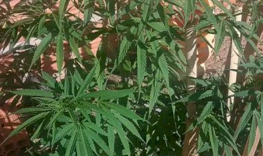 Dois pés de maconha são apreendidos em Jaú