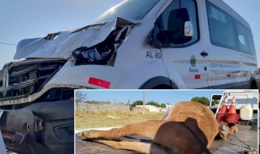 Veículo da Saúde atropela e mata burro durante transporte de pacientes em Bauru