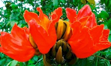 Proibição de produção e distribuição de planta tóxica a abelhas e beija-flores é aprovada na Câmara de Bauru