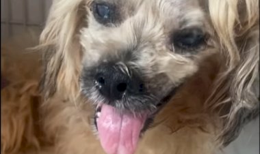 Cão é resgatado vivo após passar horas preso em saco plástico jogado em estrada de terra em Bariri