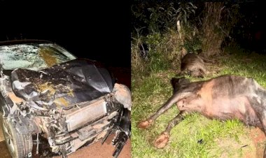 Búfalos morrem atropelados por carro em Ibitinga