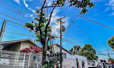 Homem morre ao cair de árvore em Bauru
