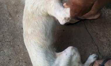 Cães são resgatados em situação de maus-tratos em Mineiros do Tietê