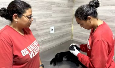 Jovem é preso em Bauru após sufocar e matar filhote de labrador