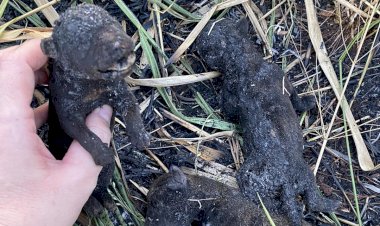 Filhotes de cães morrem queimados vivos em terreno baldio em Bariri