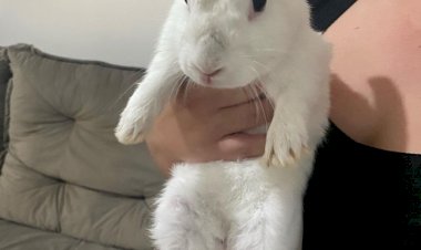 Focinho Carente resgata coelho em casa de adolescente acusado de violência sexual contra crianças