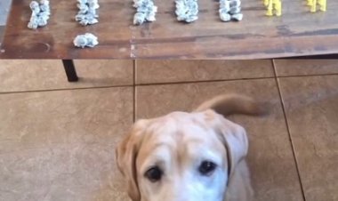 PM utiliza cão farejador e apreende grande quantidade de droga em Bariri