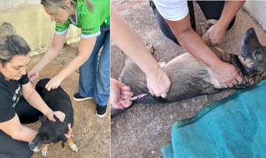 Cinomose: Focinho Carente solicita à Prefeitura de Bariri lugar adequado para tratamento de animais diagnosticados com a doença, contratação de veterinário e vacinação gratuita