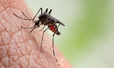 Bauru confirma primeiro caso de chikungunya no ano