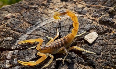 Criança de três anos é picada por escorpião em Bariri; Vigilância Epidemiológica orienta que população limpe terrenos e quintais