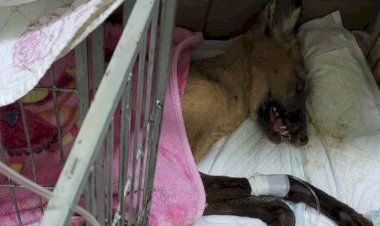 Voluntários se unem para resgatar e alimentar animais vítimas das queimadas florestais entre Dourado e Bocaina