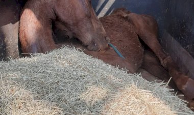Cavalo vítima de maus-tratos morre após ser resgatado em Jaú; Carroceiro é detido