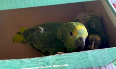 Papagaios e munições são apreendidos em Iacanga