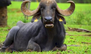 Búfalas de Brotas: Justiça condena fazendeiro acusado de maus-tratos contra mais de mil animais