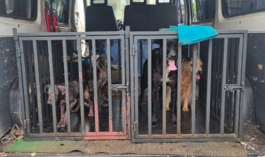 Tutor de quatro cães em situação de maus-tratos é autuado em R$ 12 mil e preso em Pederneiras