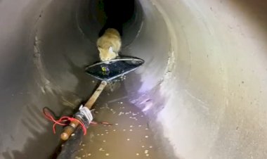 Gato preso por 48 horas em bueiro mobiliza Corpo de Bombeiros, Saemba, Infraestrutura, Focinho Carente e voluntários