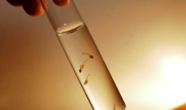 Índice de Breteau indica queda no número de mosquitos da dengue em fase de desenvolvimento em Bariri