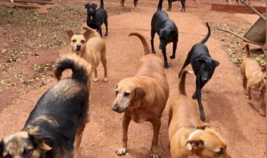 Focinho Carente diz que repasse mensal de R$ 8,5 mil é insuficiente e pede ajuda ao MP para negociar reajuste com Prefeitura de Bariri; dívida atual da entidade com clínicas veterinárias ultrapassa R$ 40 mil