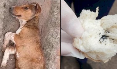 Fiscalização Ambiental de Bariri vai apurar venda clandestina de chumbinho no comércio local, após morte de cão resgatado pelo Focinho Carente