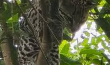 Jaguatirica avistada em área verde de Bariri mobiliza equipes do Corpo de Bombeiros e PM Ambiental