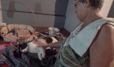 Envenenamento por chumbinho mata 15 animais em Bariri e Focinho Carente faz alerta