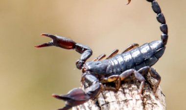Bariri registra mais de 170 acidentes com escorpiões em 2025, informa Vigilância Epidemiológica