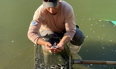 Auren Energia realiza soltura de 30 mil peixes nativos na região de Macatuba