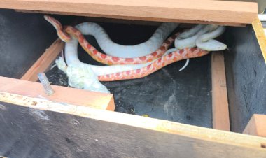 Cobras exóticas enviadas via Correios são resgatadas em Bauru