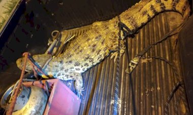 Três jacarés são flagrados em bairros de Bauru após chuvas intensas