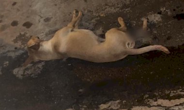 Focinho Carente rebate acusações sobre caso de cão atropelado no Maria Luiza 3 e aciona jurídico contra “calúnia e difamação”