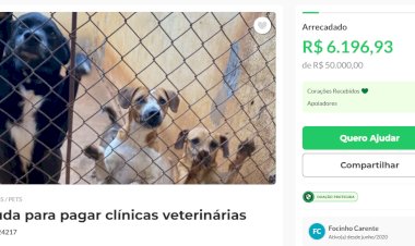 Focinho Carente encerra atendimentos veterinários e abre “vakinha” para pagar dívida de R$ 50 mil