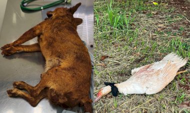 Cão enterrado vivo em Jaú e pato estrangulado no Lago de Bariri: casos de violência animal chocam a região