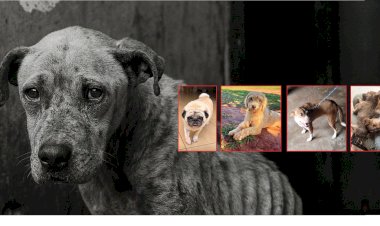 Comissão Fiscalizadora de Proteção Animal de Bariri julga quatro casos de maus-tratos de cães resgatados pelo Focinho Carente; Meio Ambiente pode aplicar multa de até R$ 20 mil aos ex-tutores