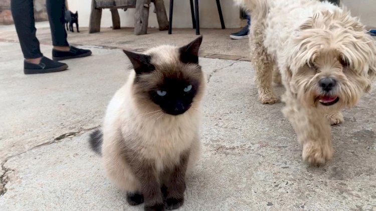 Grande número de animais em situação de rua vira caso de saúde pública em Bariri