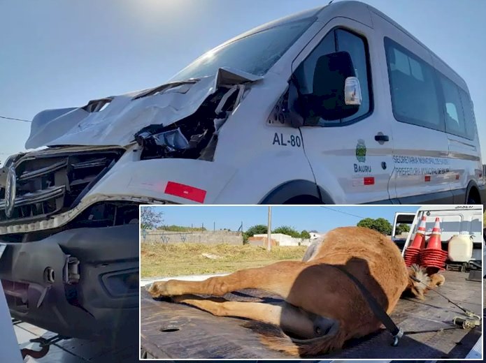 Veículo da Saúde atropela e mata burro durante transporte de pacientes em Bauru